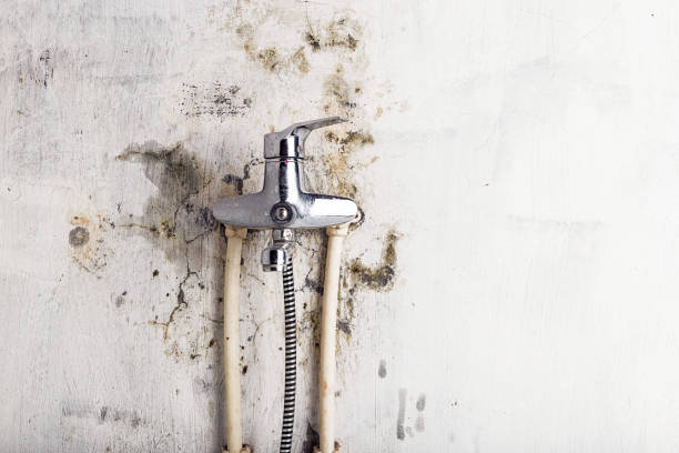 Best Local Mold Removal Service  in Sudden Valley, WA