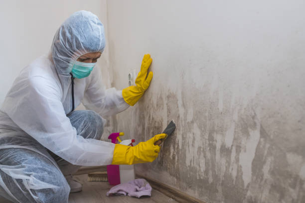 Best Office Mold Removal Services  in Sudden Valley, WA
