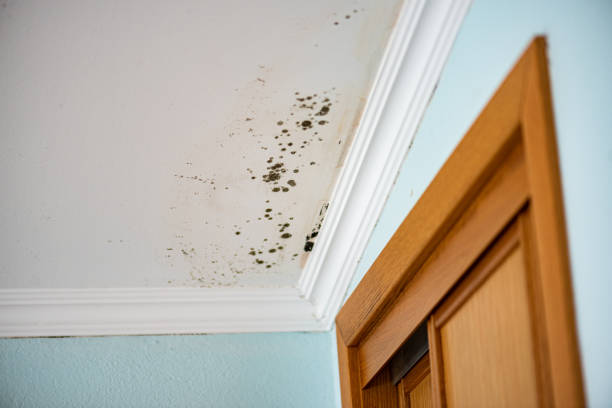 Best Commercial Mold Removal  in Sudden Valley, WA