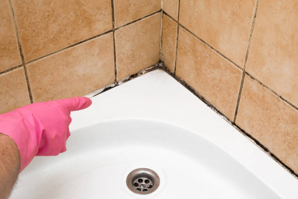 Best Residential Mold Removal  in Sudden Valley, WA